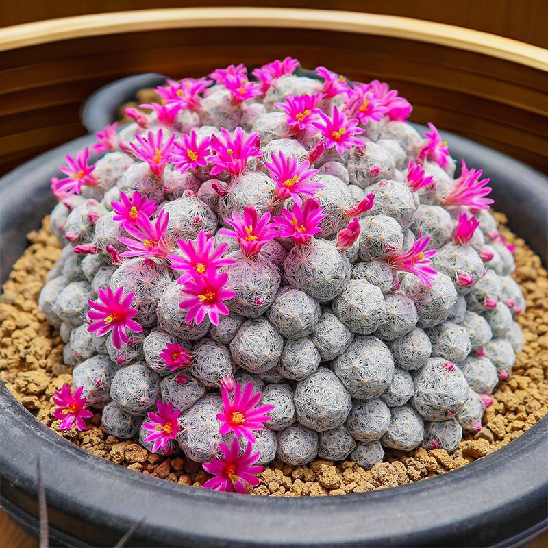 姬春星仙人球 小鱼老师推荐 阳台露台花园植物