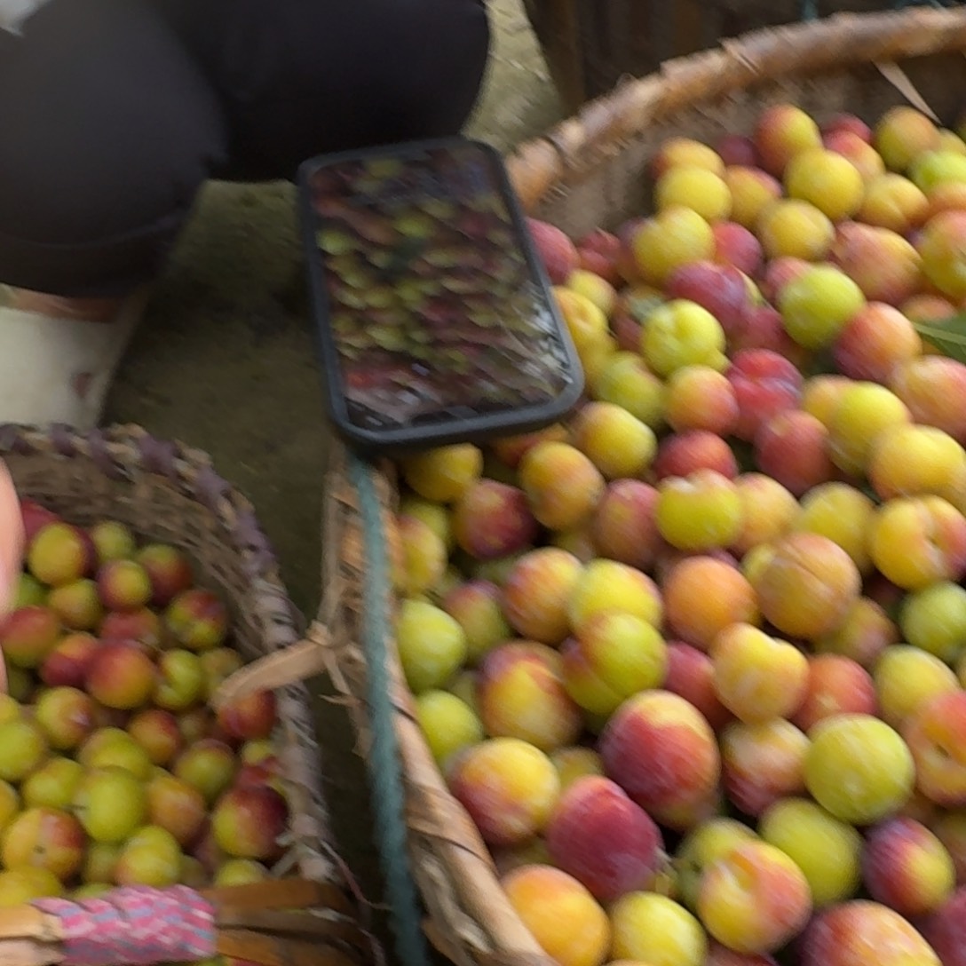 墨李子5斤中国大陆