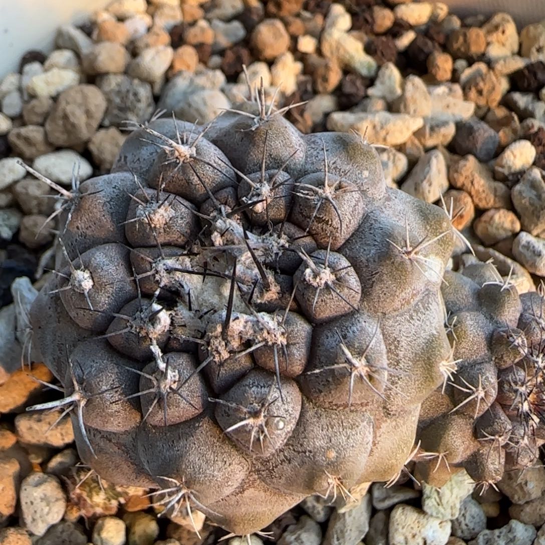 263脱土的 实生仙人球