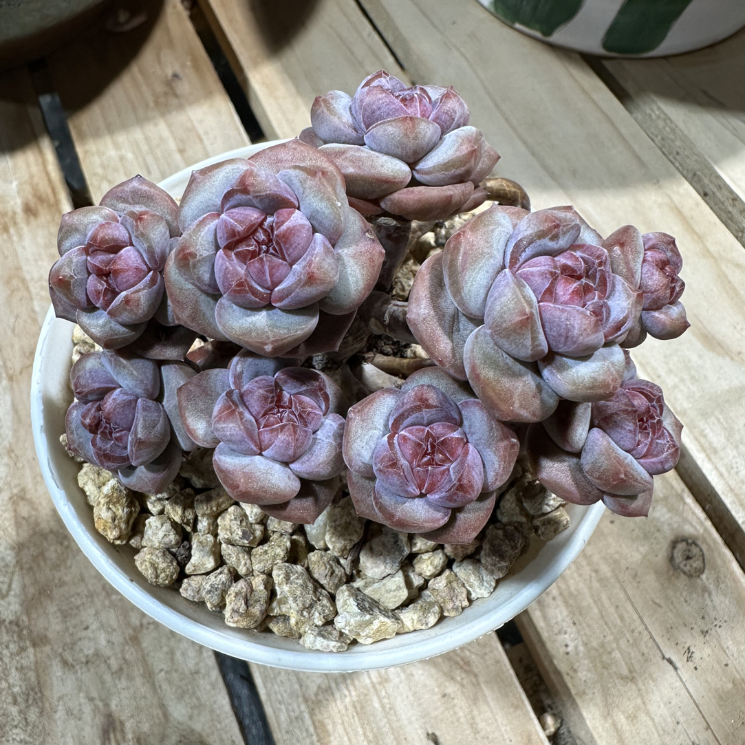 福利精品星影石榴籽控养