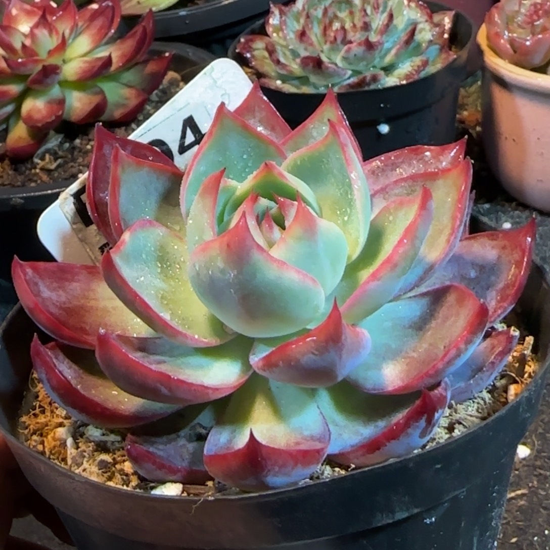 三角勺型惊鸿一物一拍包装收缩花旱604