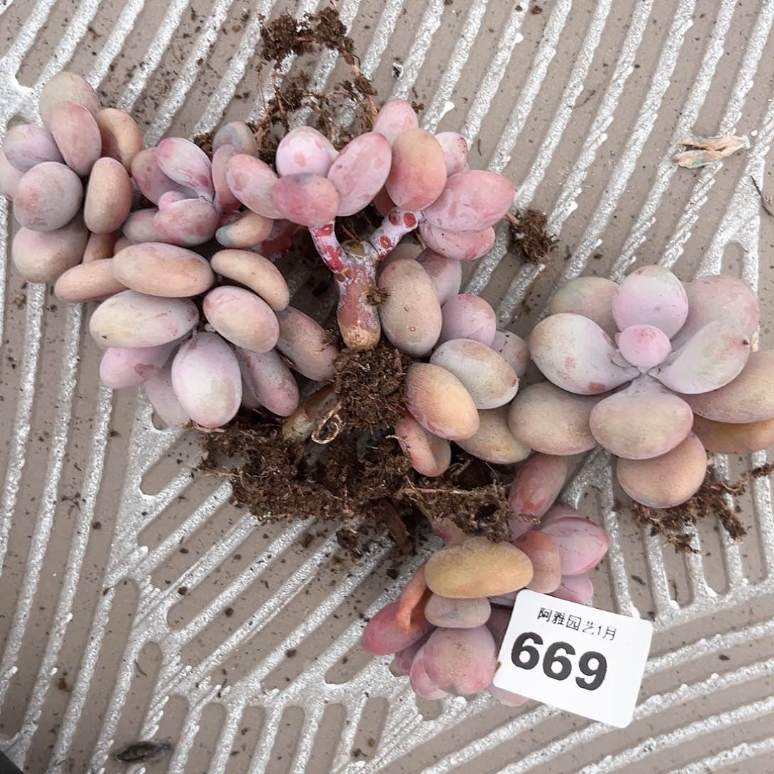 阿雅园艺。       669