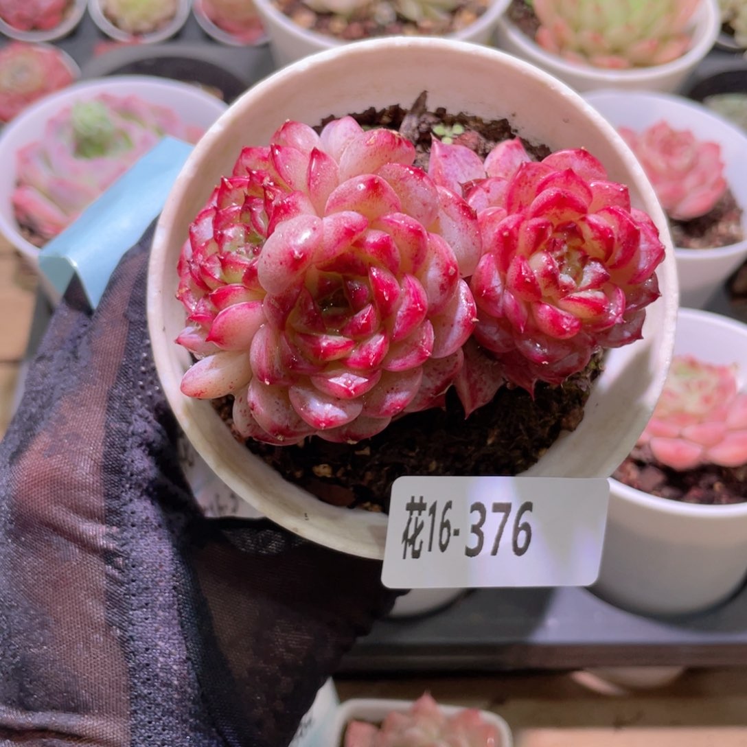 花利美16-376天鹅绒