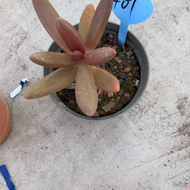 401椰子树新号福利价