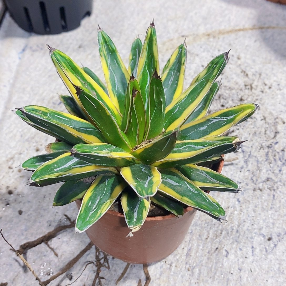 辉山金11111111111111111个