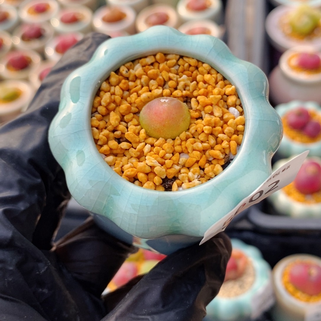 5602--一物一拍 带盆