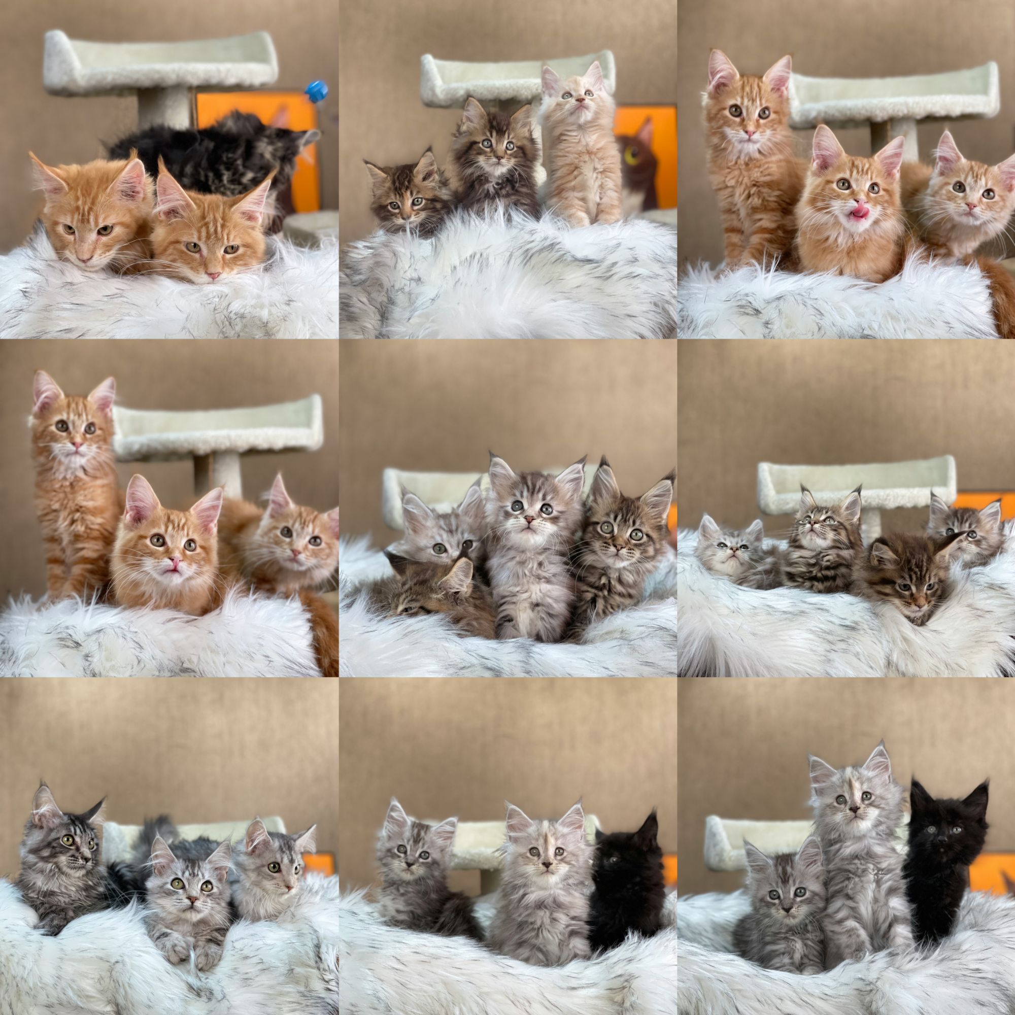 【财财-小宋缅因专属】精选缅因猫活体链接