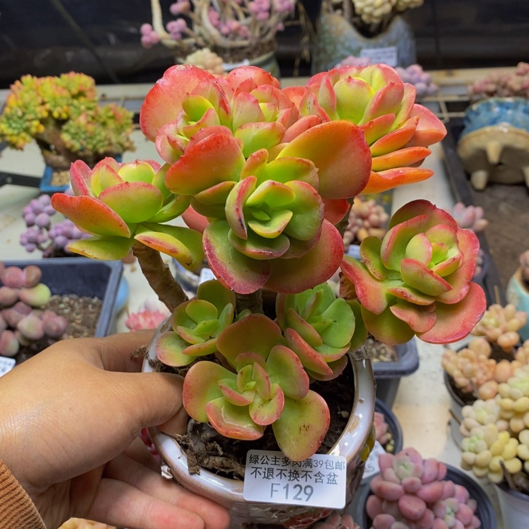 129红梅多肉肉11cm