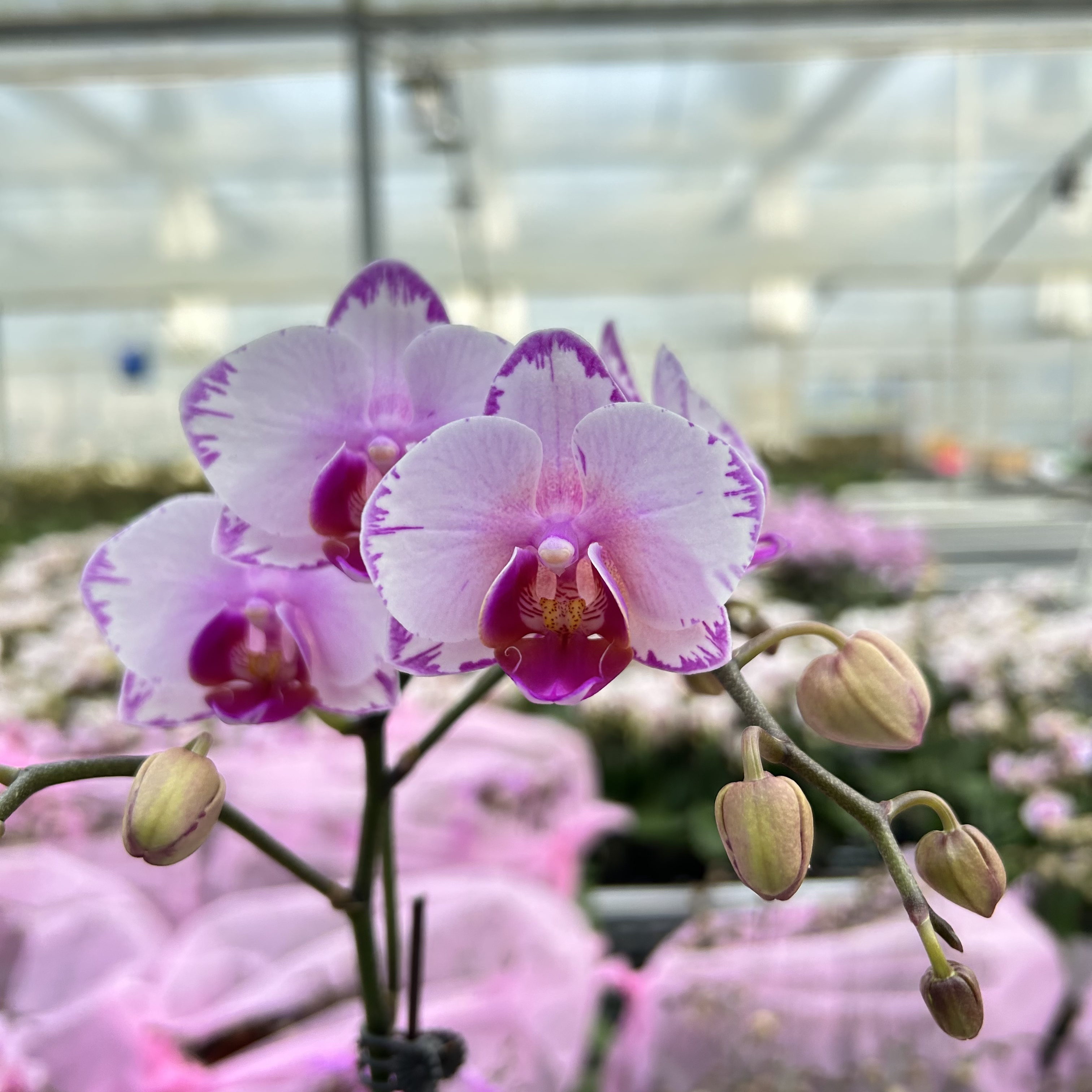 【粉闪电】花心思精品蝴蝶兰 变异款 好养耐养 基地直发 花期长