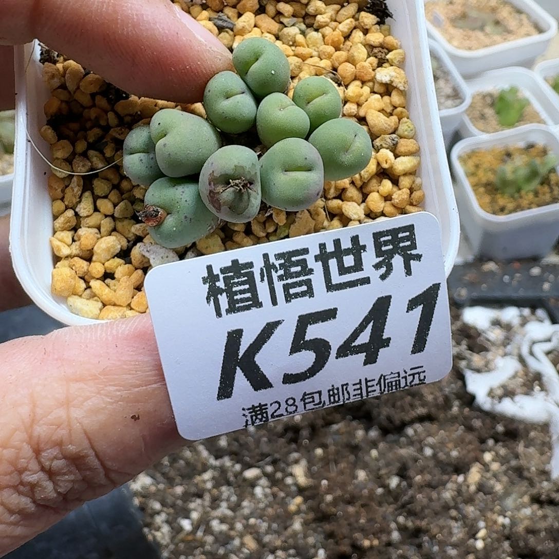 多肉植物的润泽ghn