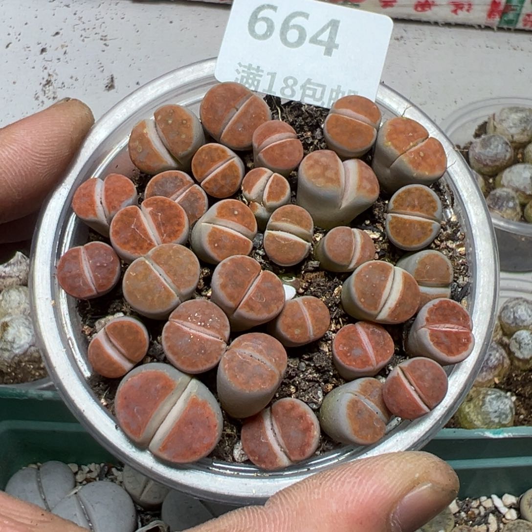 【闪购商品】 664。   