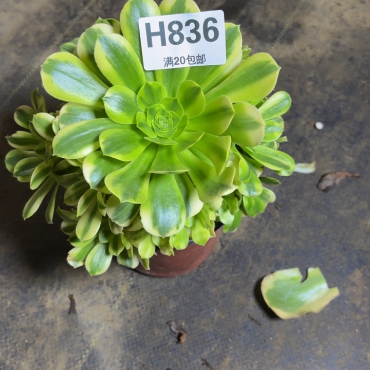 瑞妈，。。。。。。 836。金丝翡翠，