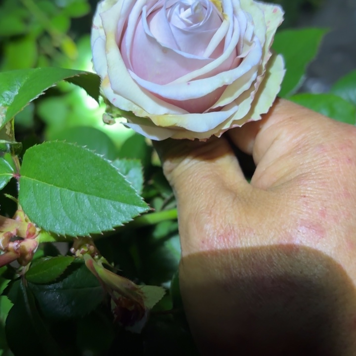 无花朵微差裸根苗