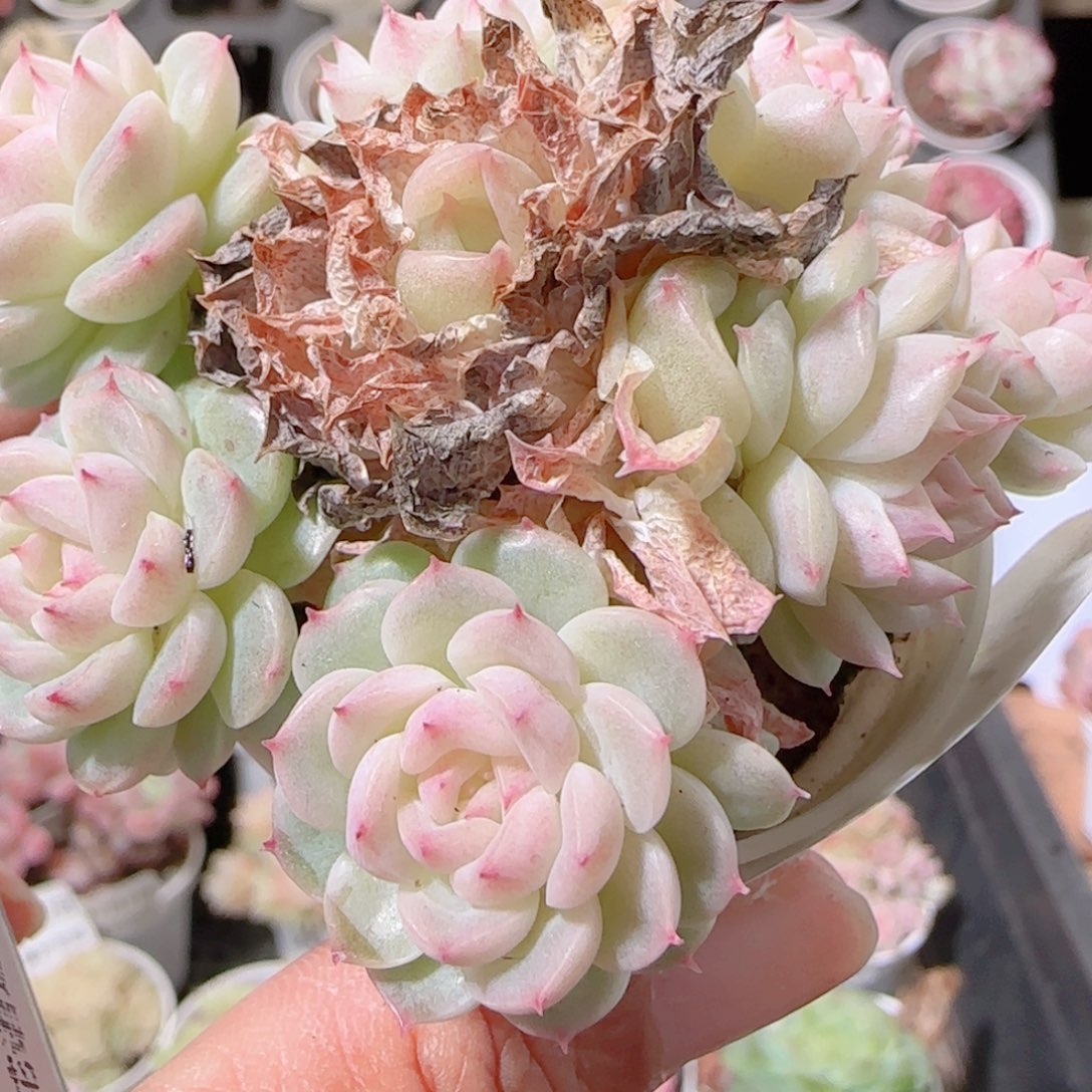 花语多肉1202-34散