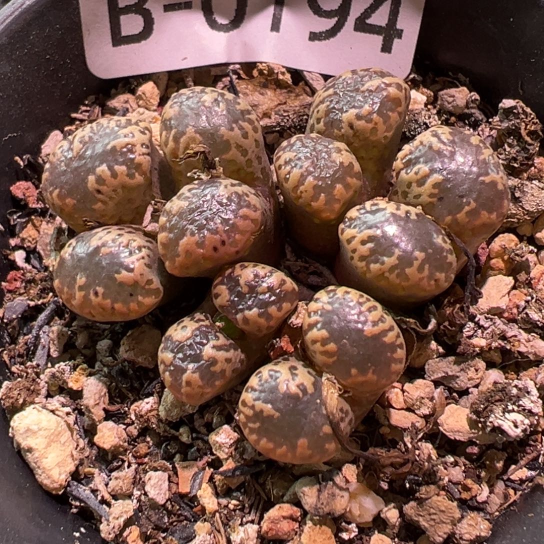 194 多肉植物111111111111