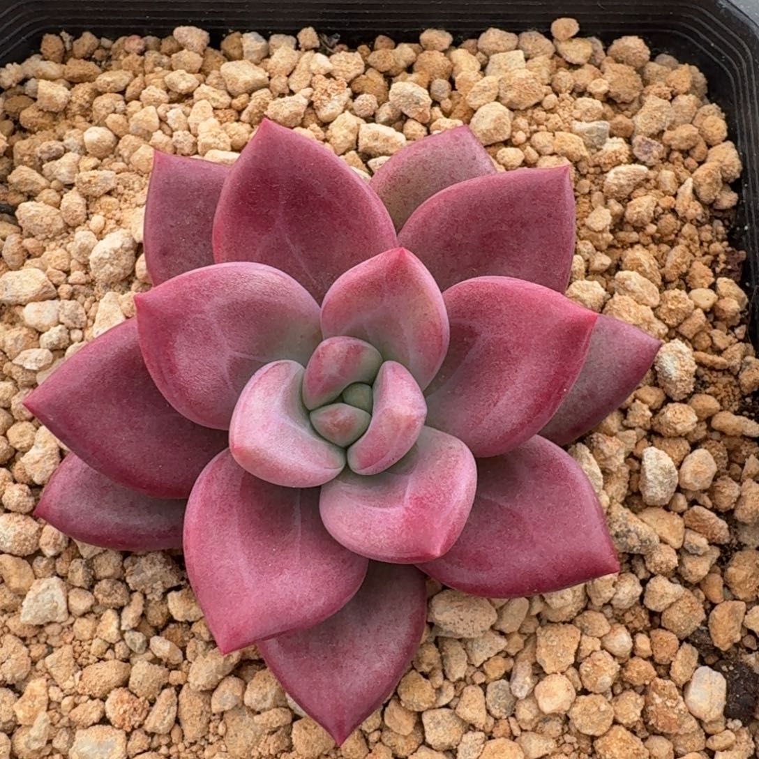 赫菲斯托 单头 一物一拍