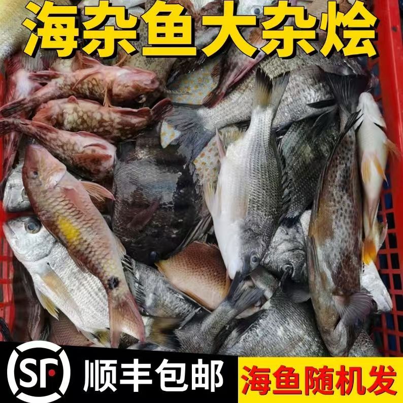 新鲜海杂鱼清理速冻发货