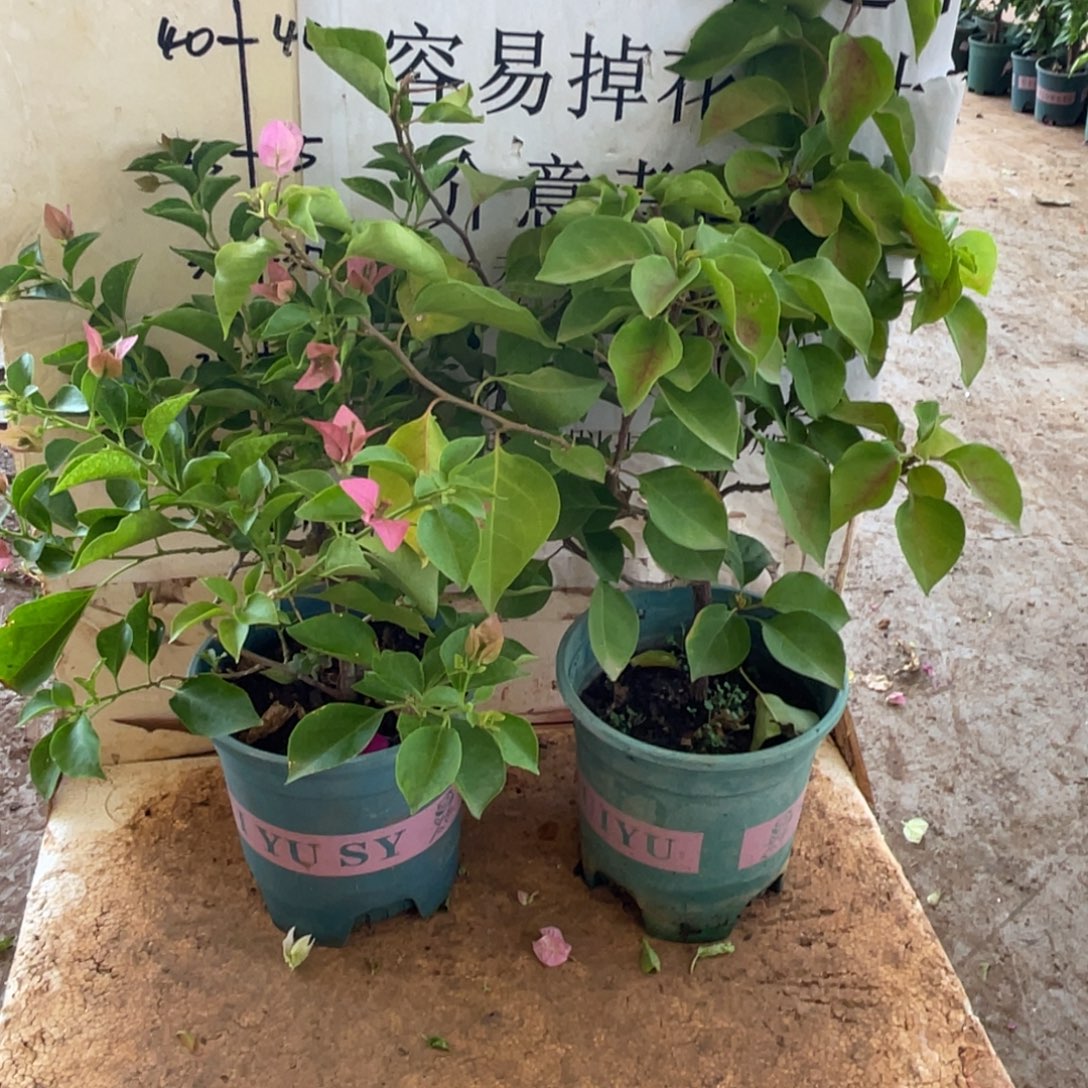 当前无花栽培后可以开花11h2