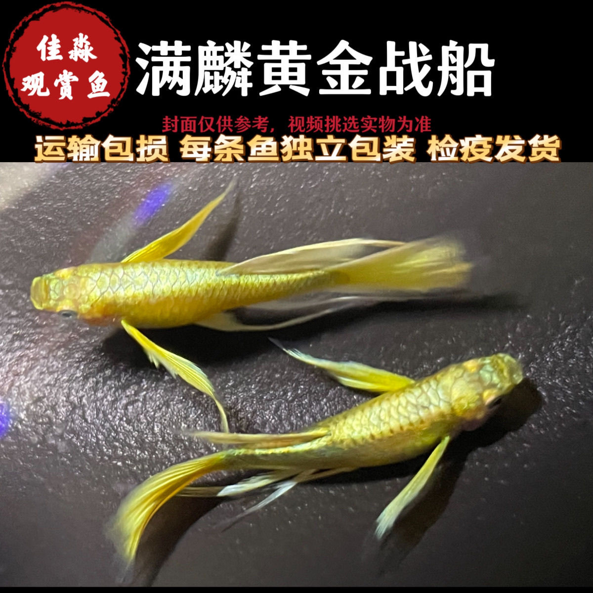 孔雀鱼满麟黄金战船观赏鱼小鱼淡水鱼苗好养耐活热带鱼凤尾鱼包活