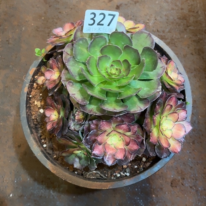 327海王七彩下播福利掌心多肉法师锦