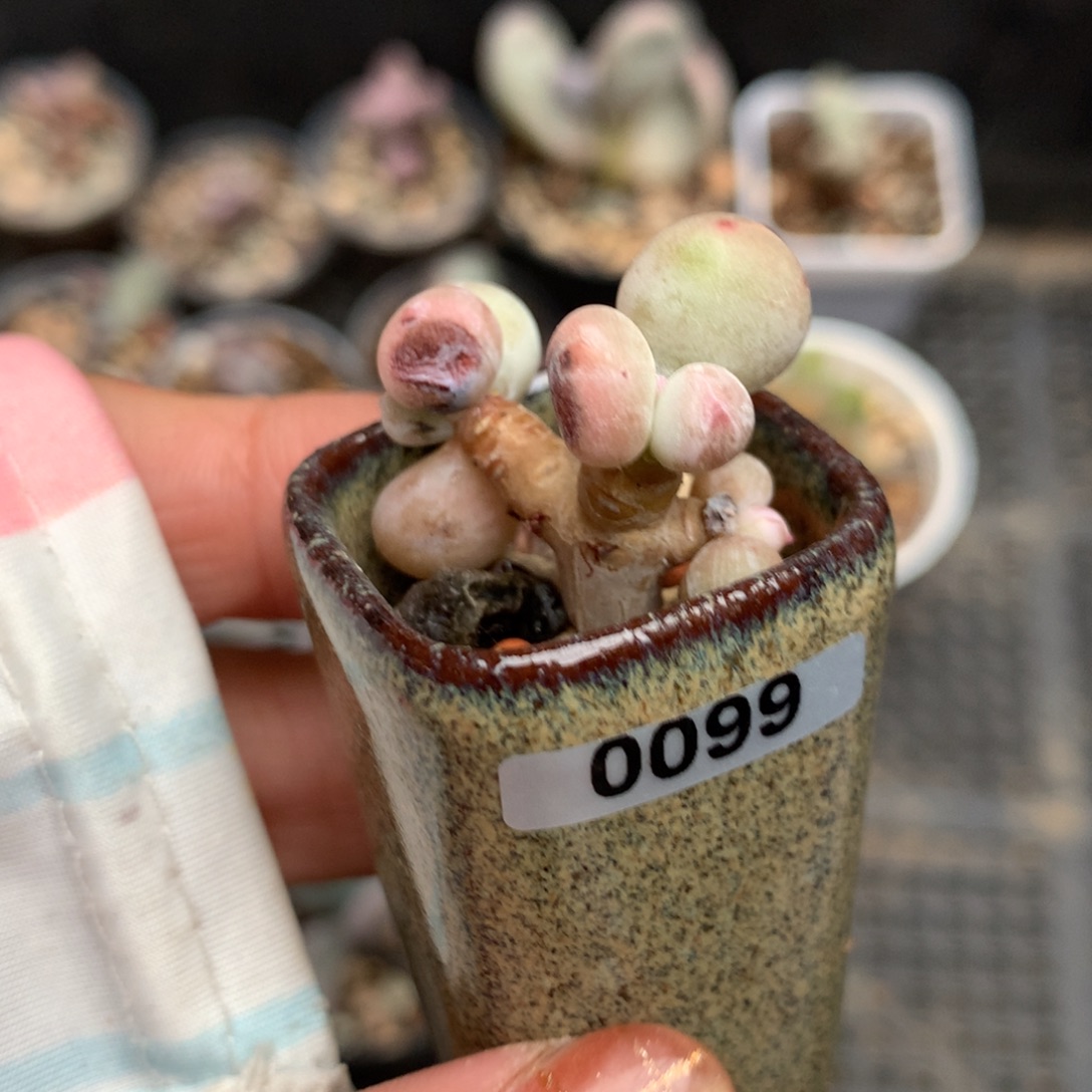 黄金鸡蛋大叶奶大叶奶