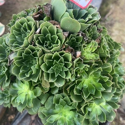 我**我多肉绿羊绒65不包断枝