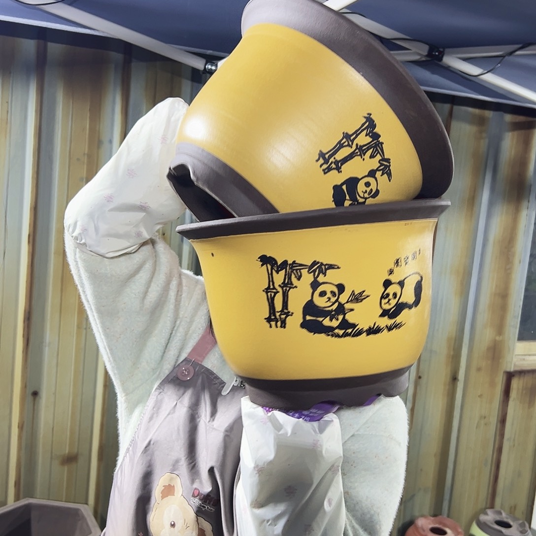 30+30黄色熊猫平角金钟花盆