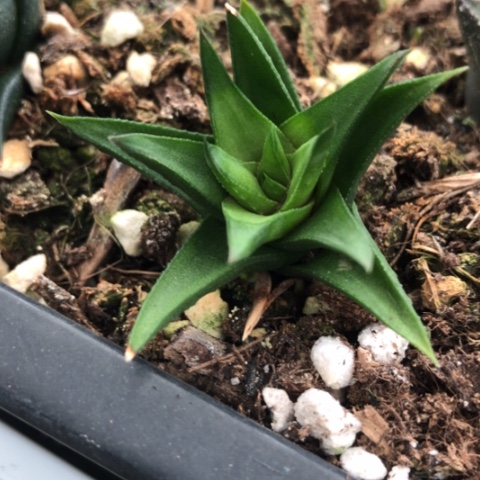 松塔硬叶多肉植物