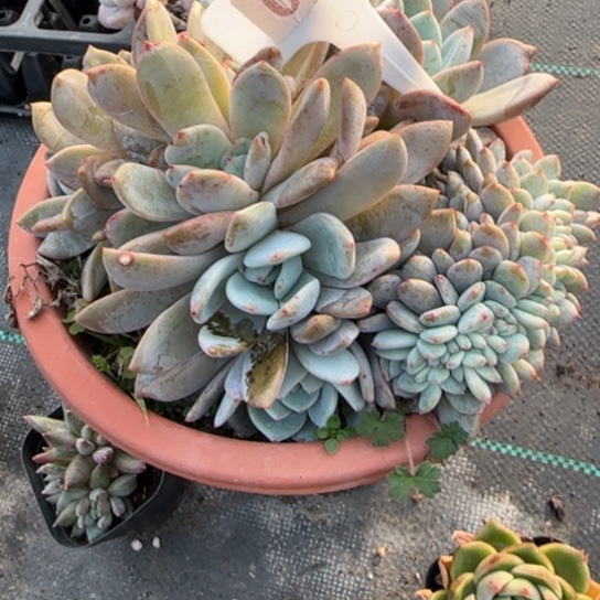 86橙梦露缀多肉植物多
