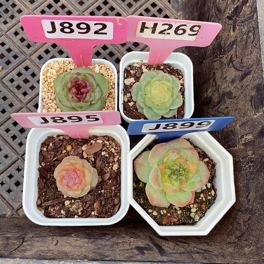 ?***?4颗3-5cm多肉植物