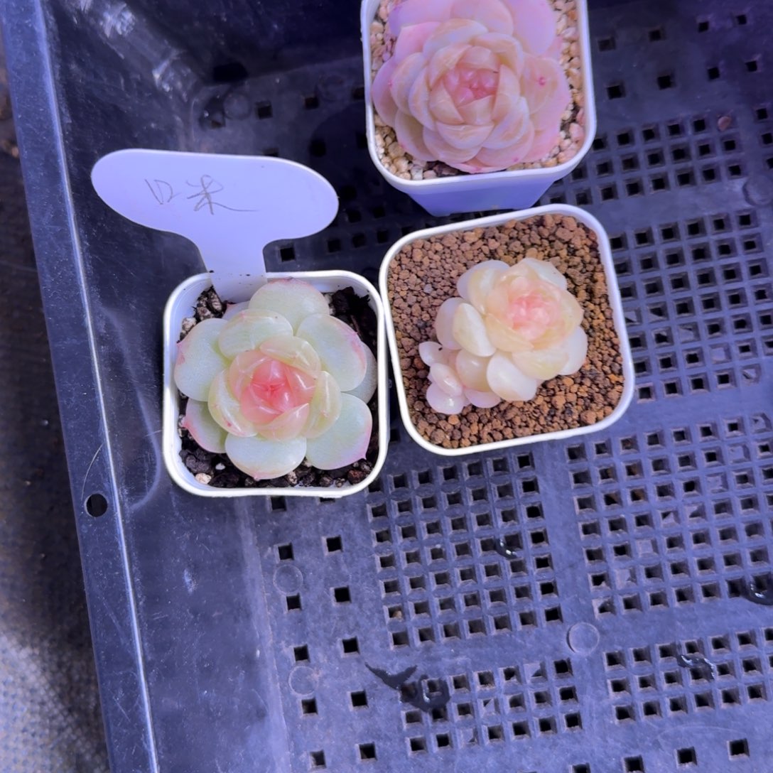 咪***1225/34/咪宝差价链接多肉