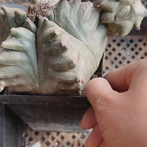 2802木心根龟甲鸾 仙人球