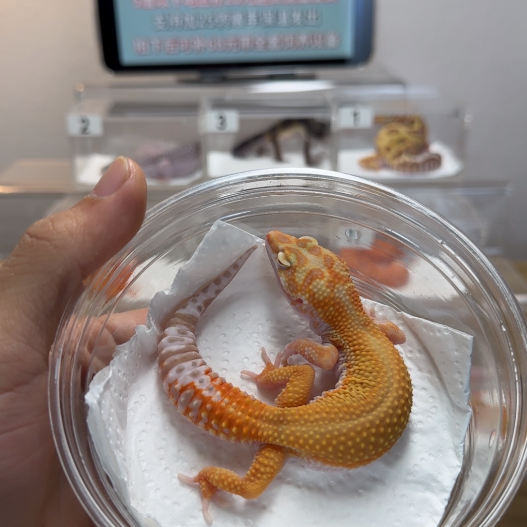 豹纹守宫头花无纹暴龙妹妹