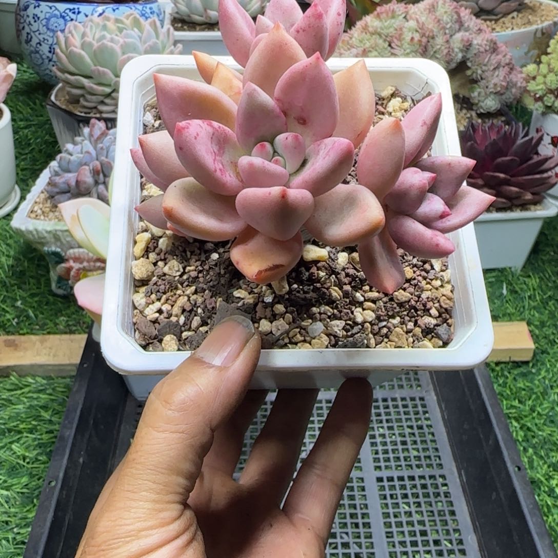 锦安精品多肉植物241