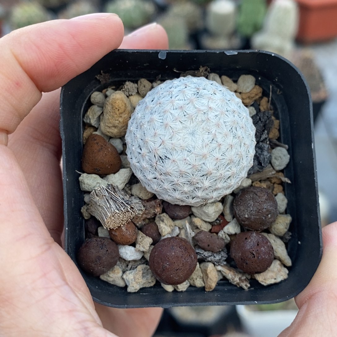 白鸟植播园艺优选