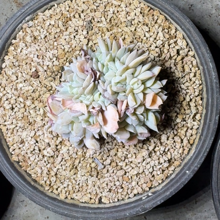 白茶缀化 一物一拍