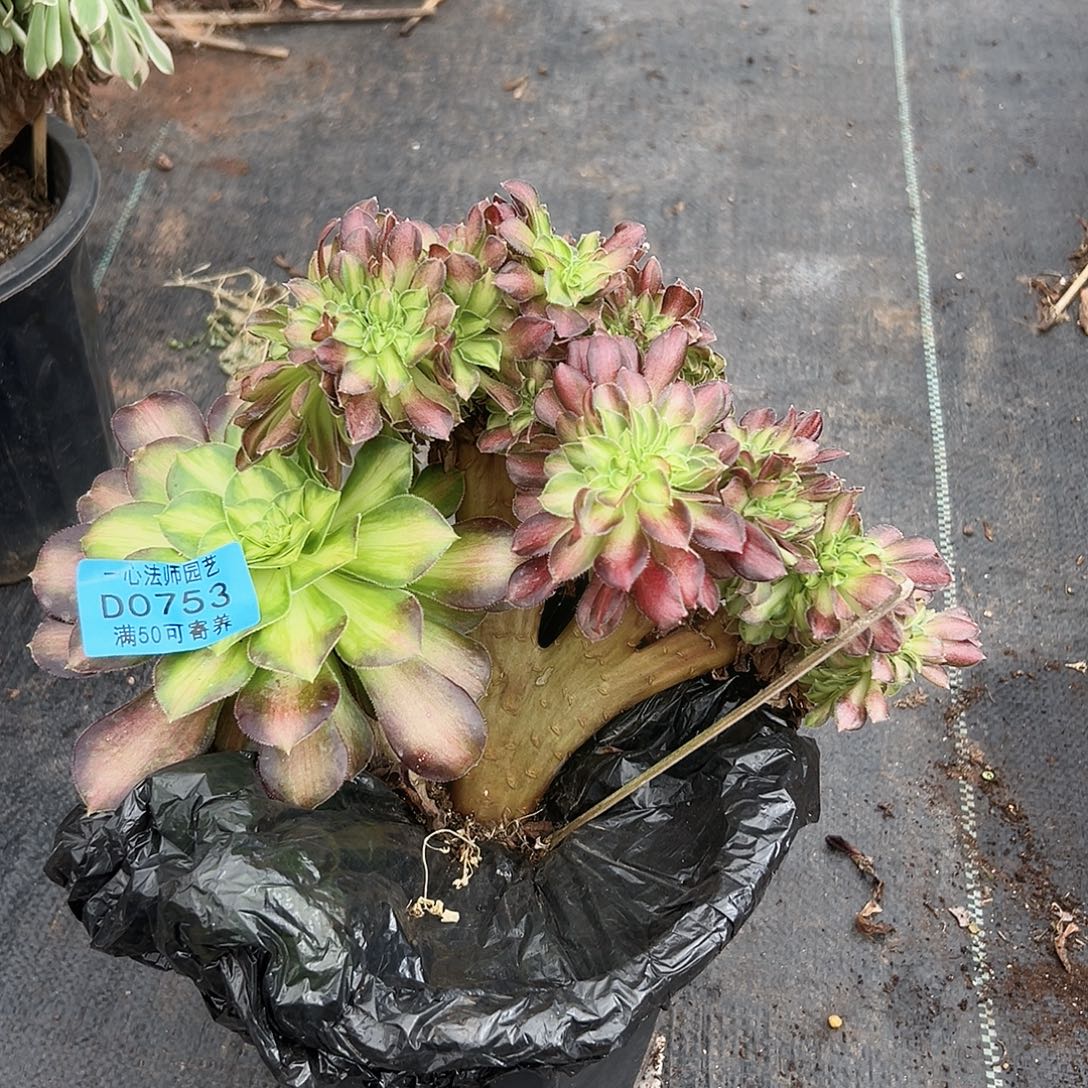 753多肉植物、韶华缀化