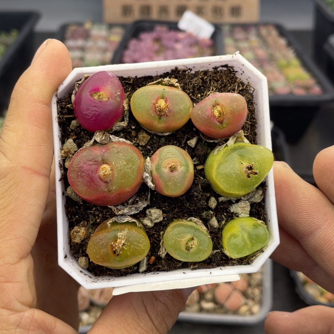 红陶00000000000000294