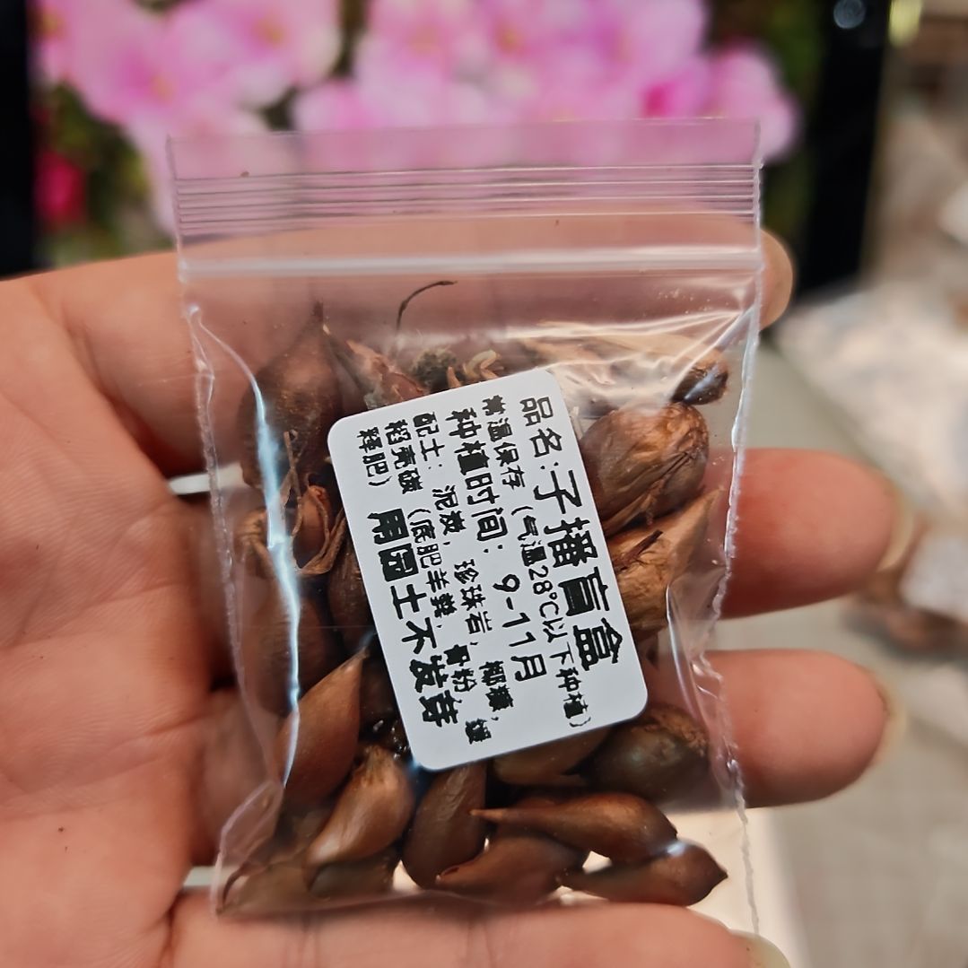酢浆草早花三色糖果盒子播盲盒一份
