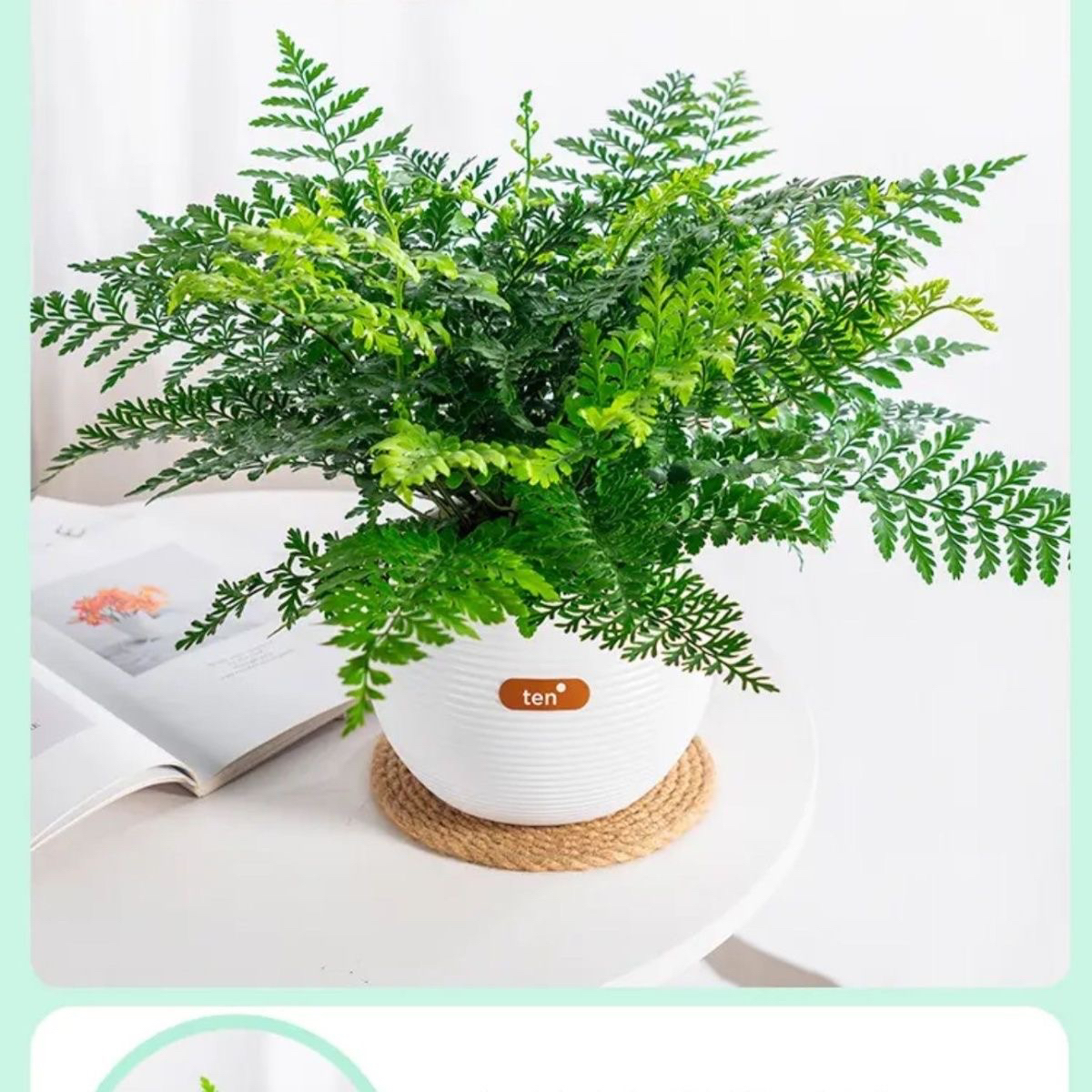 120口径吉姆蕨宝石蕨平安蕨盆栽绿植花卉室内净化空气基地盆发货