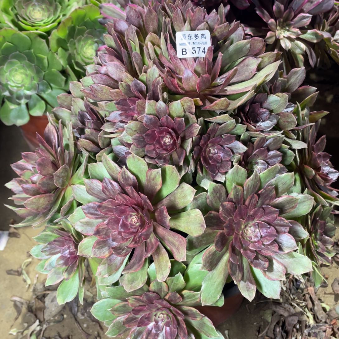 574红丝多肉法师断枝不包