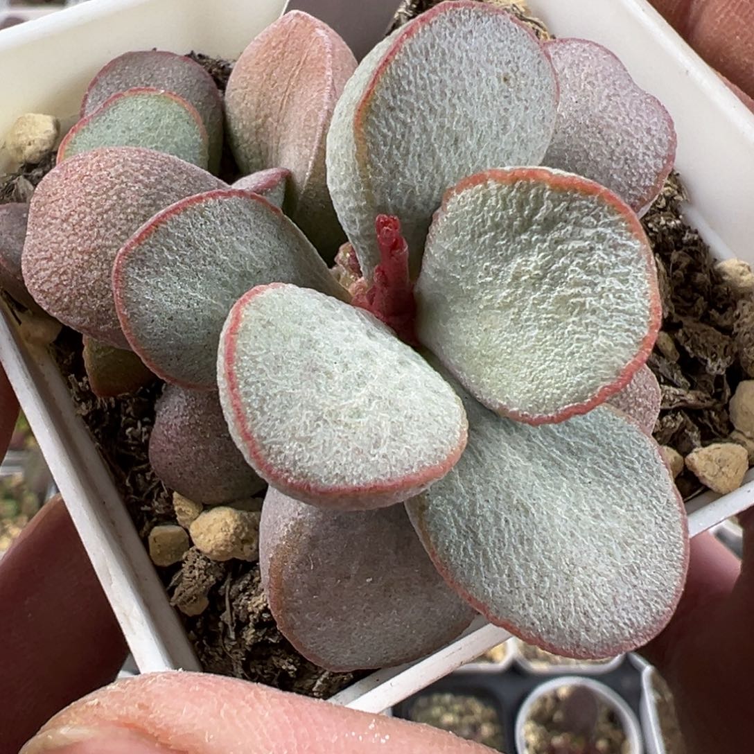 春彩磨砂蛋老桩多肉