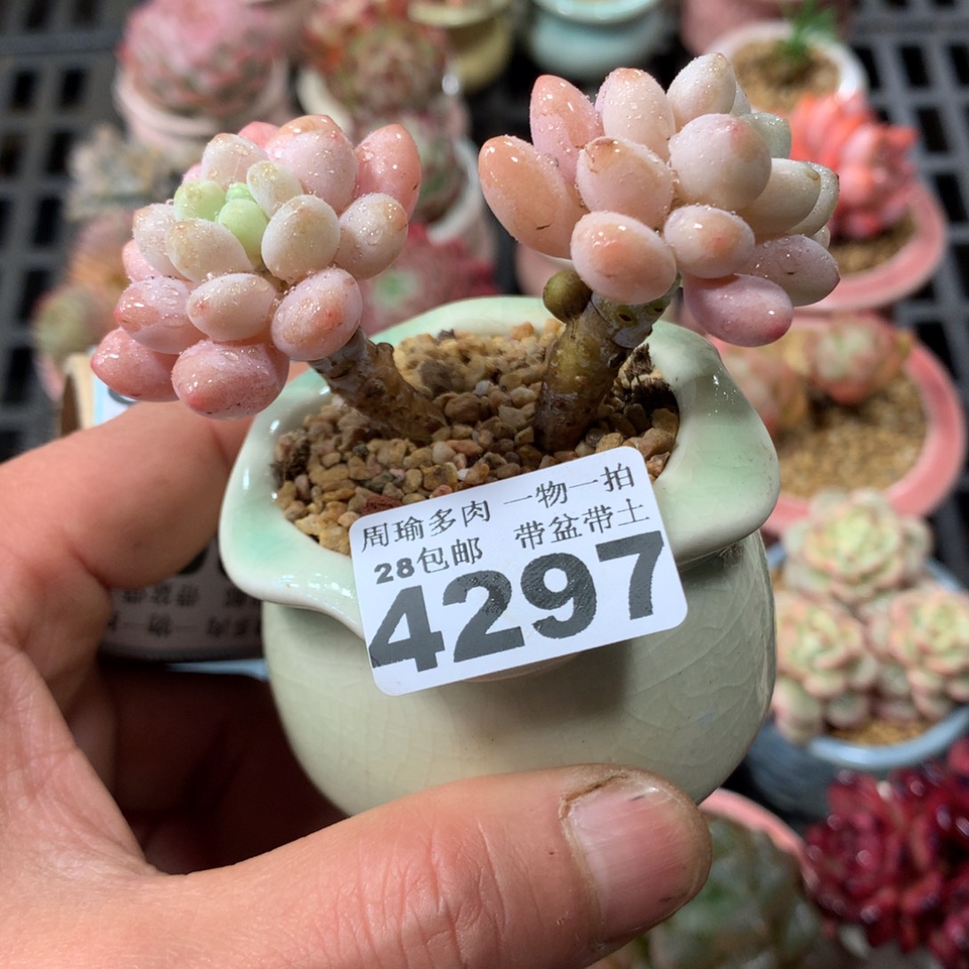 精控多肉植物4297