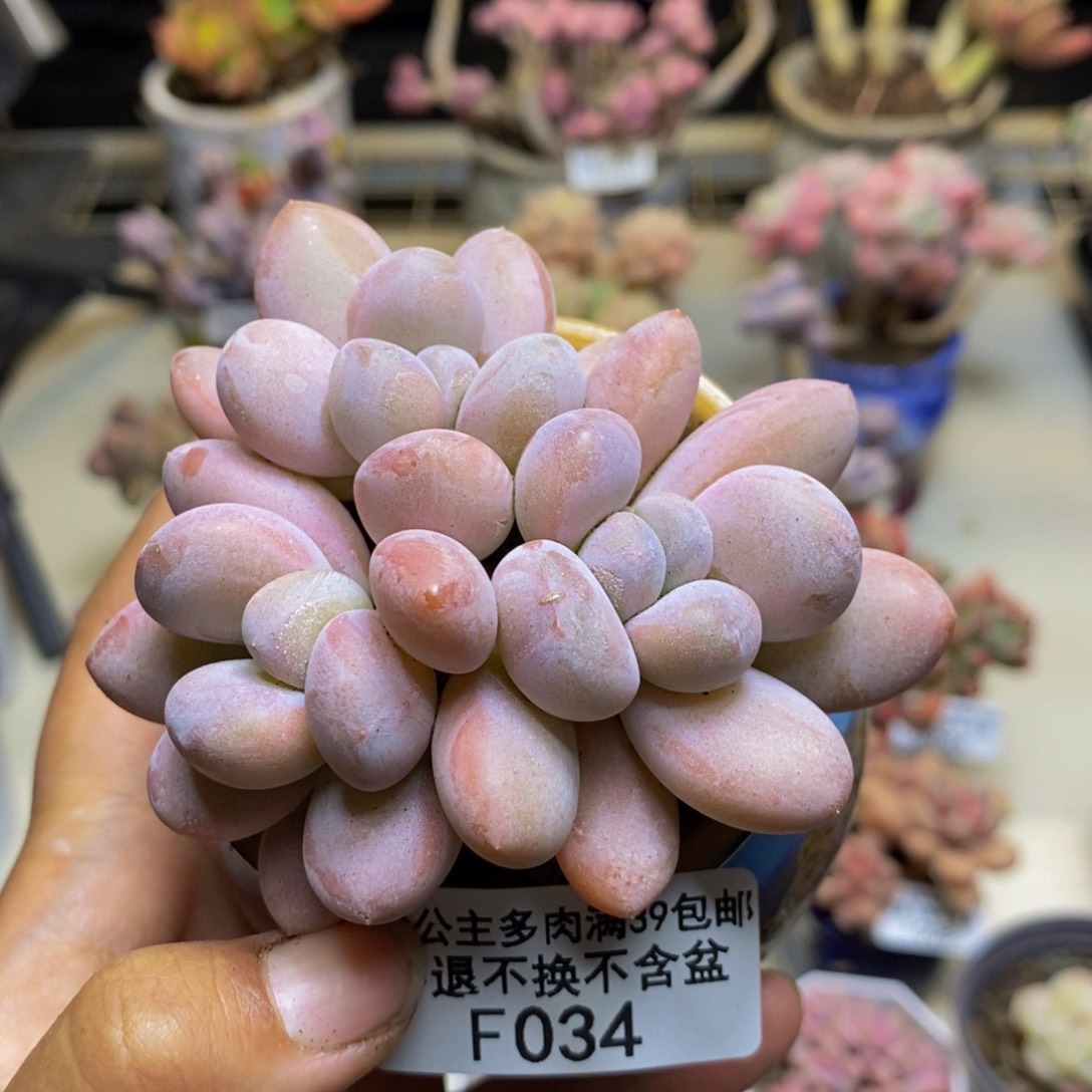 034丸叶香水多肉6c m