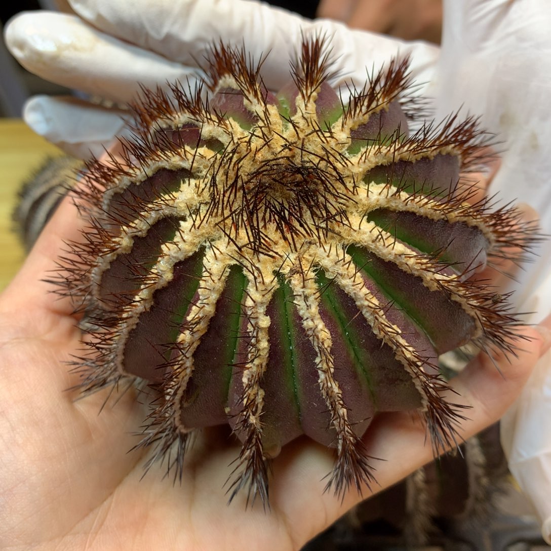      一代侧芽 紫皮优博球整体9公分起发 无根带木心