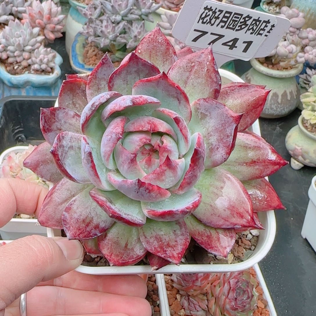 O*多肉7741…………………………