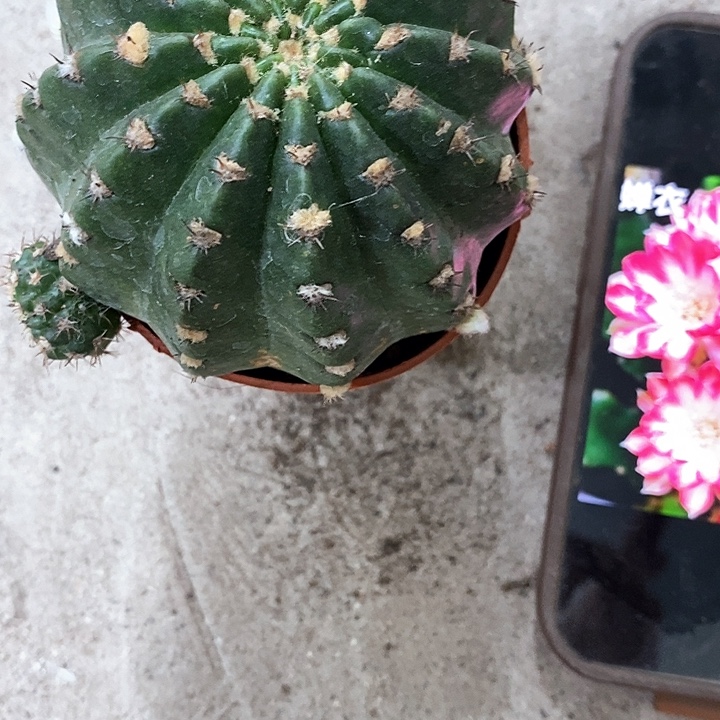 禅衣丽花，5-8公分左右