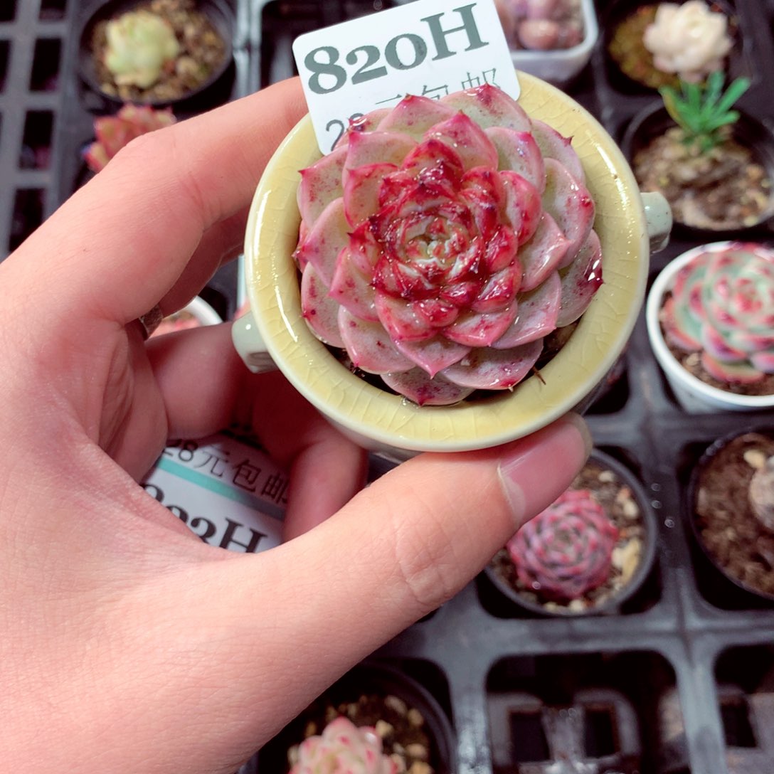 5厘米盆精控多肉820