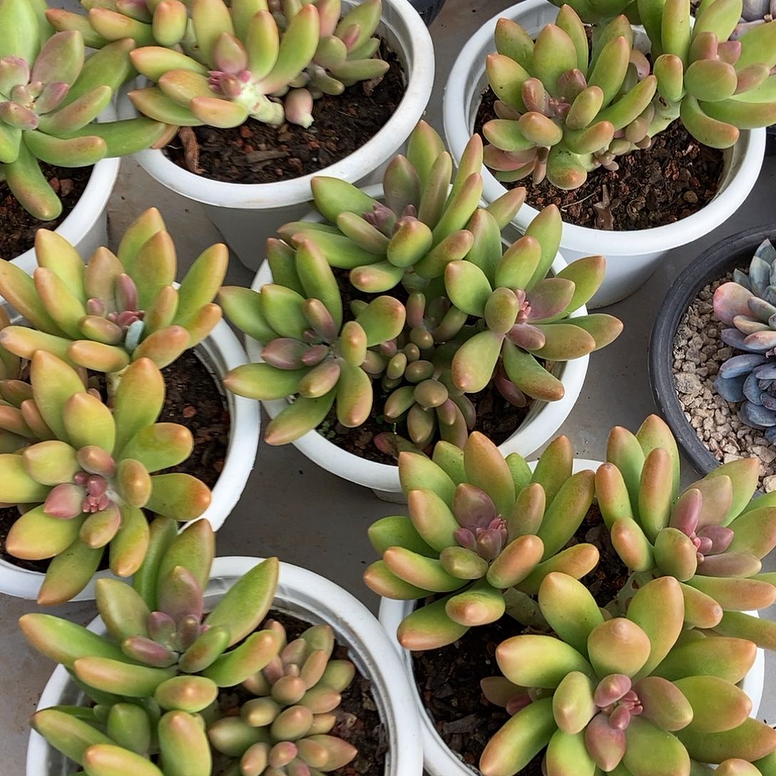 芒果奶多头随机发货