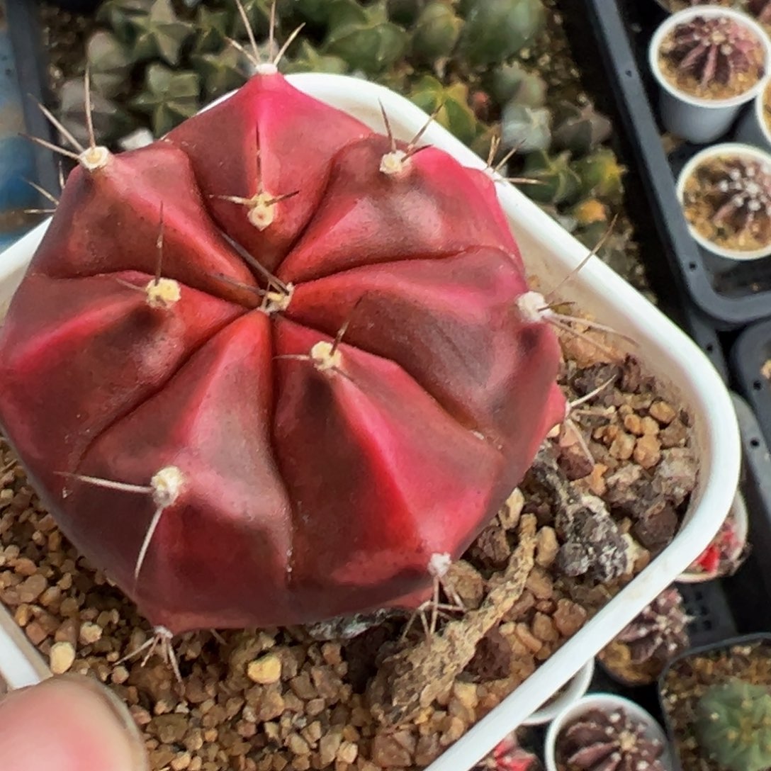 多肉植物111111111111111